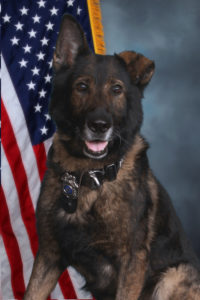 K9 Brux